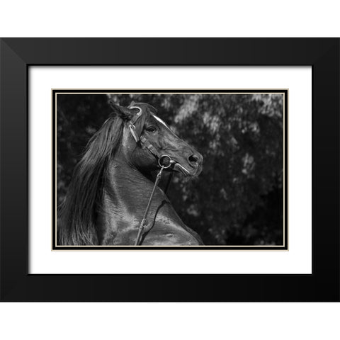 A Mighty Warrior Black Modern Wood Framed Art Print with Double Matting by The Yellowstone Collection
