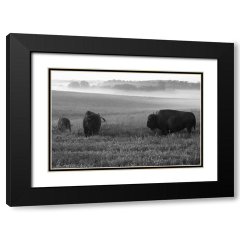 Roaming Bison Black Modern Wood Framed Art Print with Double Matting by The Yellowstone Collection