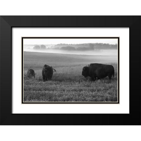 Roaming Bison Black Modern Wood Framed Art Print with Double Matting by The Yellowstone Collection