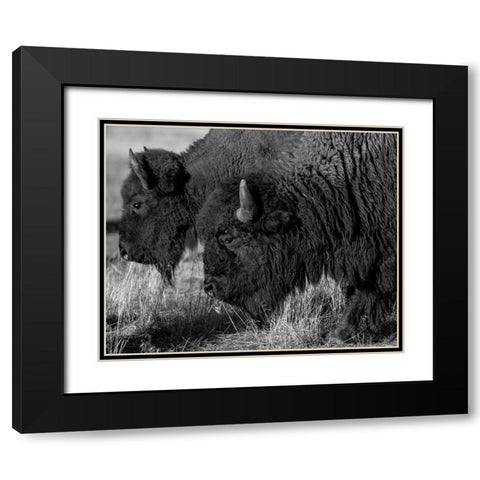 Bison Black Modern Wood Framed Art Print with Double Matting by The Yellowstone Collection