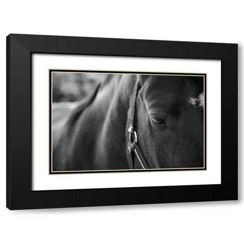 Black Beauty Black Modern Wood Framed Art Print with Double Matting by The Yellowstone Collection