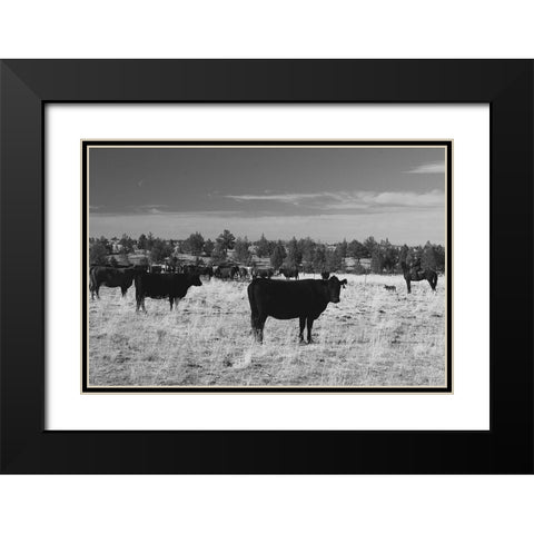 Cattle Grazing Ochoco National Forest Black Modern Wood Framed Art Print with Double Matting by The Yellowstone Collection
