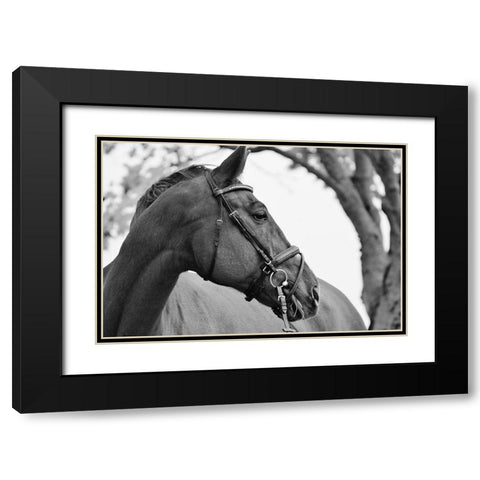 Chestnut horse Black Modern Wood Framed Art Print with Double Matting by The Yellowstone Collection