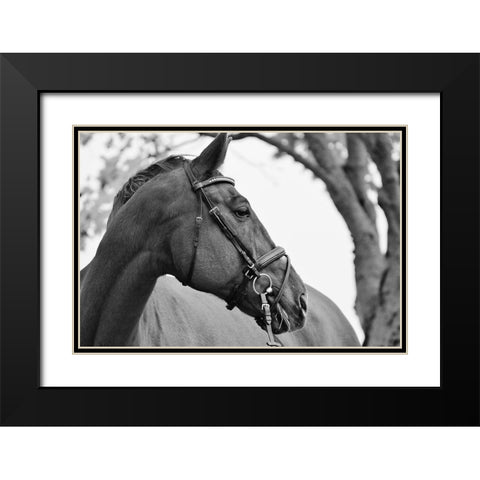 Chestnut horse Black Modern Wood Framed Art Print with Double Matting by The Yellowstone Collection