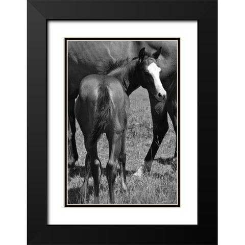 Foal and mare Black Modern Wood Framed Art Print with Double Matting by The Yellowstone Collection