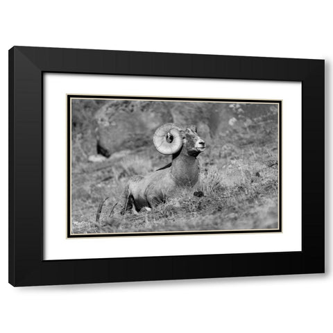 Bighorn Ram, Yellowstone National Park Black Modern Wood Framed Art Print with Double Matting by Frank, Jacob W.