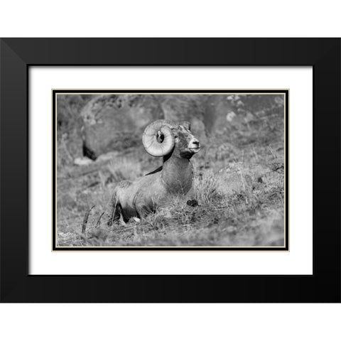 Bighorn Ram, Yellowstone National Park Black Modern Wood Framed Art Print with Double Matting by Frank, Jacob W.