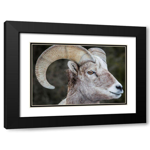 Bighorn Ram, Lamar Valley, Yellowstone National Park Black Modern Wood Framed Art Print with Double Matting by The Yellowstone Collection