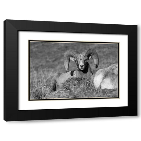 Bighorn Ram, Yellowstone National Park Black Modern Wood Framed Art Print with Double Matting by The Yellowstone Collection