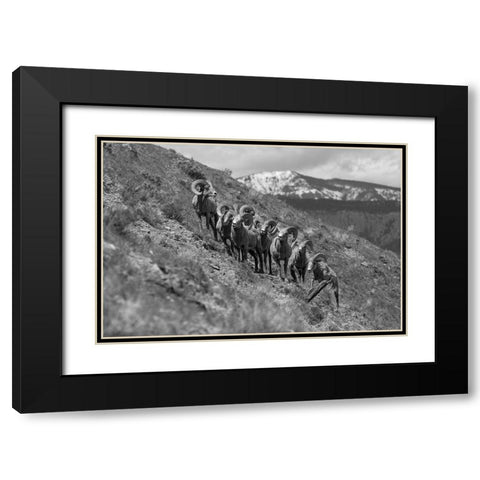 Bighorn Rams, Mount Everts, Yellowstone National Park Black Modern Wood Framed Art Print with Double Matting by Frank, Jacob W.