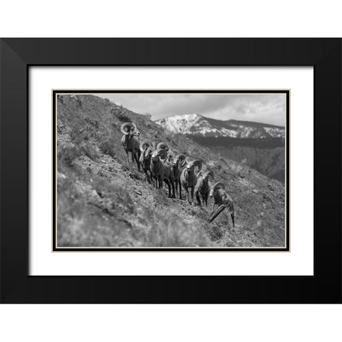 Bighorn Rams, Mount Everts, Yellowstone National Park Black Modern Wood Framed Art Print with Double Matting by Frank, Jacob W.