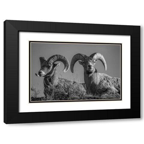 Bighorn Rams, Lamar Canyon, Yellowstone National Park Black Modern Wood Framed Art Print with Double Matting by The Yellowstone Collection