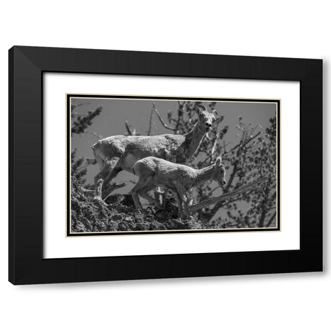 Bighorn Sheep, Mount Washburn, Yellowstone National Park Black Modern Wood Framed Art Print with Double Matting by Herbert, Neal