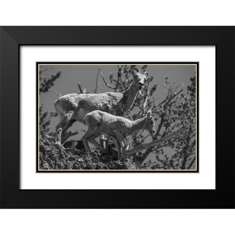 Bighorn Sheep, Mount Washburn, Yellowstone National Park Black Modern Wood Framed Art Print with Double Matting by Herbert, Neal