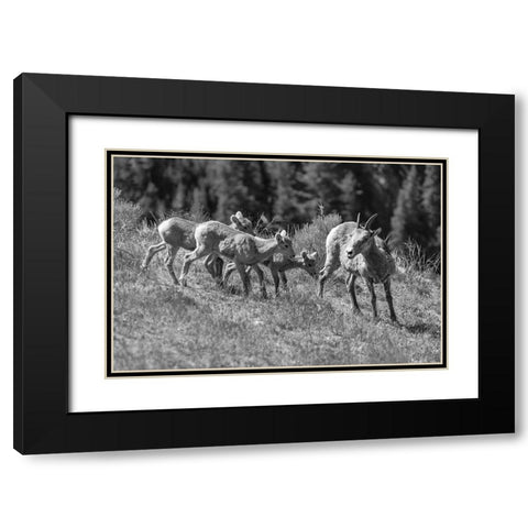 Bighorn Sheep, Yellowstone National Park Black Modern Wood Framed Art Print with Double Matting by Frank, Jacob W.