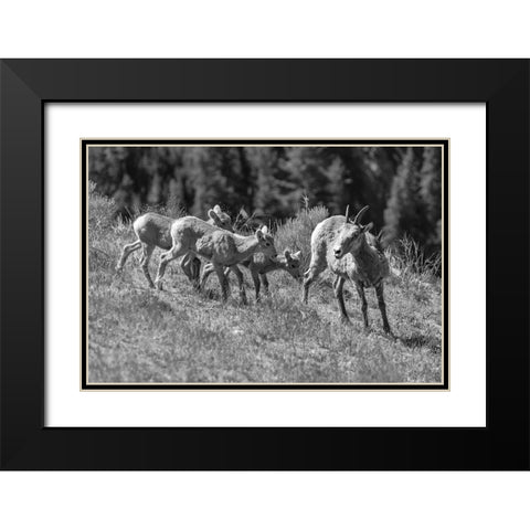 Bighorn Sheep, Yellowstone National Park Black Modern Wood Framed Art Print with Double Matting by Frank, Jacob W.