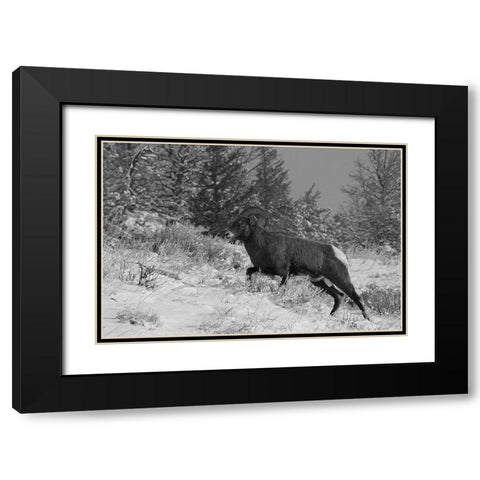 Bighorn Ram, Lamar Valley, Yellowstone National Park Black Modern Wood Framed Art Print with Double Matting by Peaco, Jim
