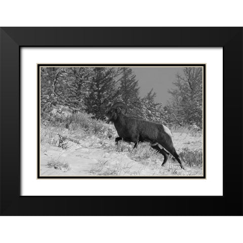 Bighorn Ram, Lamar Valley, Yellowstone National Park Black Modern Wood Framed Art Print with Double Matting by Peaco, Jim