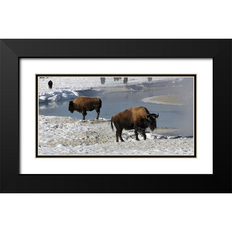 Bison along the Gibbon River, Yellowstone National Park Black Modern Wood Framed Art Print with Double Matting by Renkin, Diane