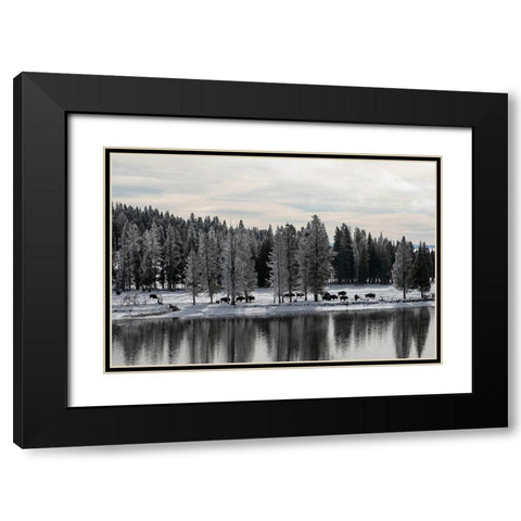Bison along the Yellowstone River, Yellowstone National Park Black Modern Wood Framed Art Print with Double Matting by Renkin, Diane
