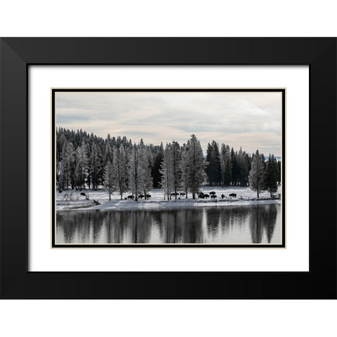 Bison along the Yellowstone River, Yellowstone National Park Black Modern Wood Framed Art Print with Double Matting by Renkin, Diane