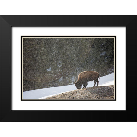 Bison, Blacktail Deer Plateau, Yellowstone National Park Black Modern Wood Framed Art Print with Double Matting by The Yellowstone Collection