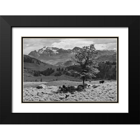 Bison near Cutoff Mountain, Yellowstone National Park Black Modern Wood Framed Art Print with Double Matting by The Yellowstone Collection