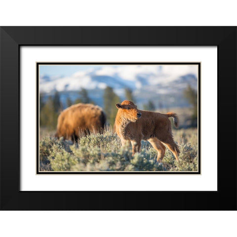 Bison Calf, Blacktail Deer Plateau, Yellowstone National Park Black Modern Wood Framed Art Print with Double Matting by The Yellowstone Collection