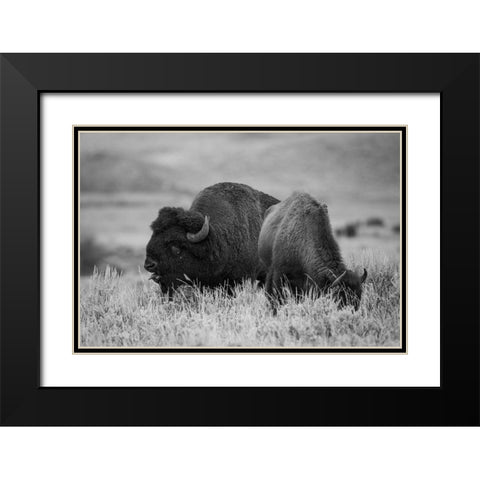 Bison Bull and Cow, Yellowstone National Park Black Modern Wood Framed Art Print with Double Matting by Herbert, Neal