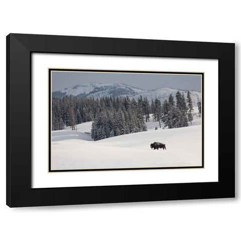 Bison Bull, Blacktail Deer Plateau, Yellowstone National Park Black Modern Wood Framed Art Print with Double Matting by The Yellowstone Collection