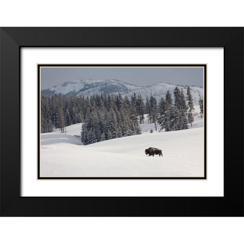 Bison Bull, Blacktail Deer Plateau, Yellowstone National Park Black Modern Wood Framed Art Print with Double Matting by The Yellowstone Collection