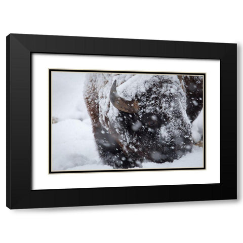 Bison in a snow storm Lamar Valley, Yellowstone National Park Black Modern Wood Framed Art Print with Double Matting by Herbert, Neal