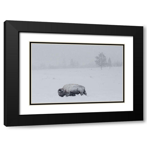 Bison on Swan Lake Flat, Yellowstone National Park Black Modern Wood Framed Art Print with Double Matting by The Yellowstone Collection
