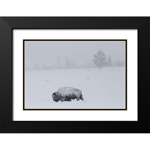 Bison on Swan Lake Flat, Yellowstone National Park Black Modern Wood Framed Art Print with Double Matting by The Yellowstone Collection