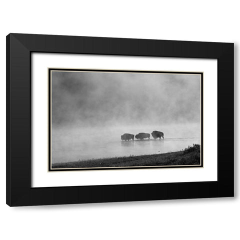 Bison crossing Yellowstone River, Yellowstone National Park Black Modern Wood Framed Art Print with Double Matting by Peaco, Jim