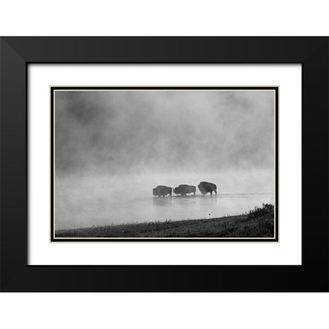 Bison crossing Yellowstone River, Yellowstone National Park Black Modern Wood Framed Art Print with Double Matting by Peaco, Jim