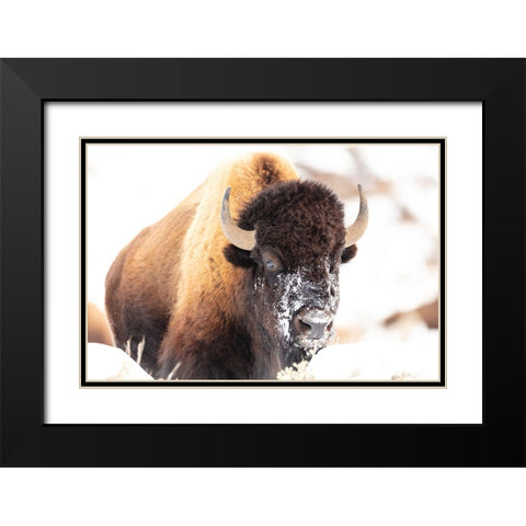 Bison face with snow, Yellowstone National Park Black Modern Wood Framed Art Print with Double Matting by The Yellowstone Collection