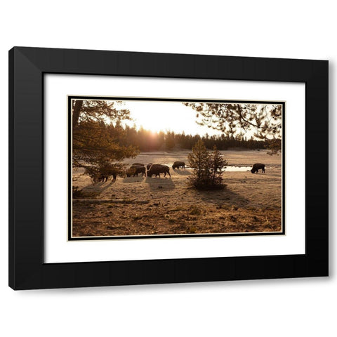 Bison graze near Norris Junction, Yellowstone National Park Black Modern Wood Framed Art Print with Double Matting by The Yellowstone Collection