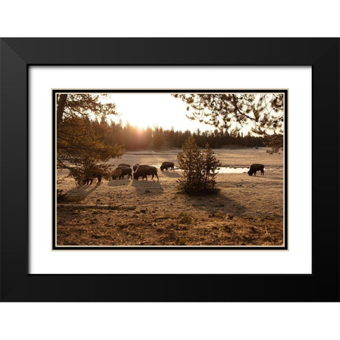 Bison graze near Norris Junction, Yellowstone National Park Black Modern Wood Framed Art Print with Double Matting by The Yellowstone Collection