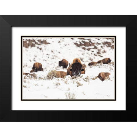 Bison group in snow, Yellowstone National Park Black Modern Wood Framed Art Print with Double Matting by Spice, Josh