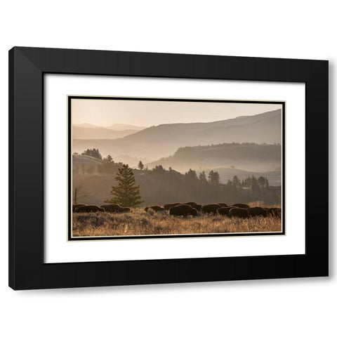 Bison herd, Lamar Valley, Yellowstone National Park Black Modern Wood Framed Art Print with Double Matting by The Yellowstone Collection