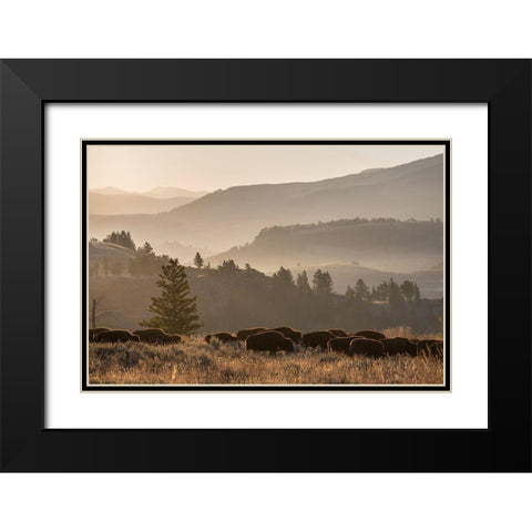 Bison herd, Lamar Valley, Yellowstone National Park Black Modern Wood Framed Art Print with Double Matting by The Yellowstone Collection