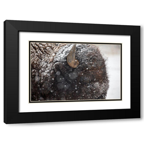 Bison in snow, Mammoth Hot Springs, Yellowstone National Park Black Modern Wood Framed Art Print with Double Matting by The Yellowstone Collection