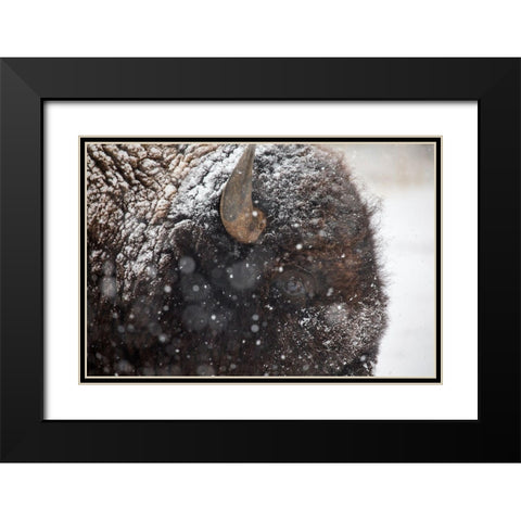Bison in snow, Mammoth Hot Springs, Yellowstone National Park Black Modern Wood Framed Art Print with Double Matting by The Yellowstone Collection