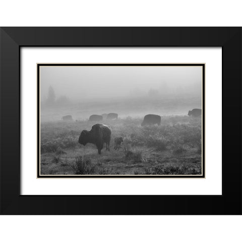 Bison in the fog, Swan Lake Flat, Yellowstone National Park Black Modern Wood Framed Art Print with Double Matting by The Yellowstone Collection
