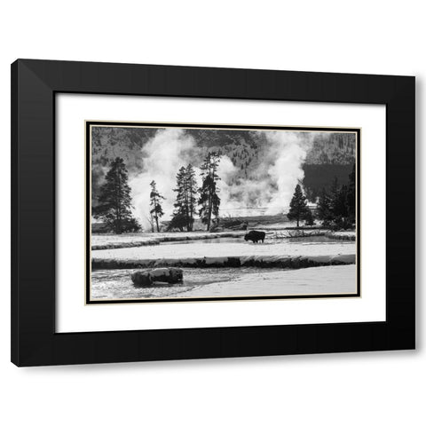 Bison near Biscuit Basin, Yellowstone National Park Black Modern Wood Framed Art Print with Double Matting by The Yellowstone Collection