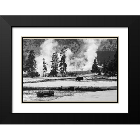 Bison near Biscuit Basin, Yellowstone National Park Black Modern Wood Framed Art Print with Double Matting by The Yellowstone Collection