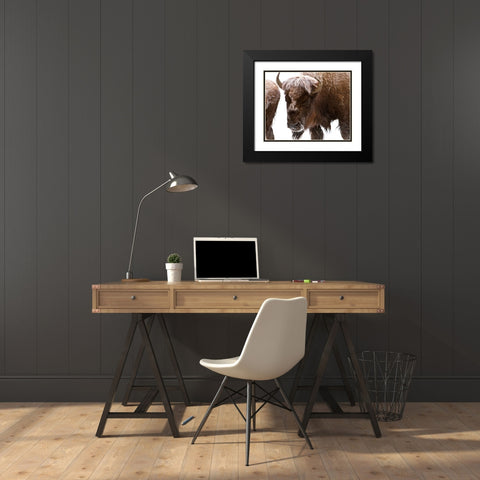 Bison near Elk Park, Yellowstone National Park Black Modern Wood Framed Art Print with Double Matting by Peaco, Jim
