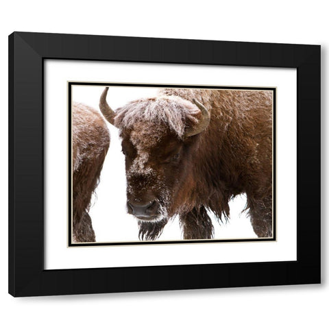 Bison near Elk Park, Yellowstone National Park Black Modern Wood Framed Art Print with Double Matting by Peaco, Jim
