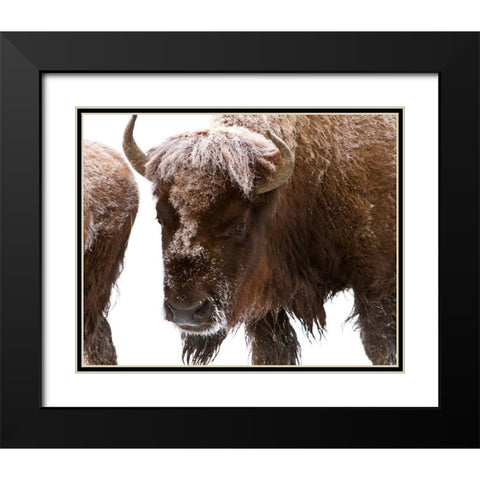 Bison near Elk Park, Yellowstone National Park Black Modern Wood Framed Art Print with Double Matting by Peaco, Jim